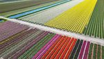 Warna-warni Ladang Tulip Hiasi Musim Semi di Lisse