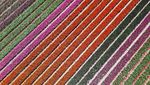 Warna-warni Ladang Tulip Hiasi Musim Semi di Lisse