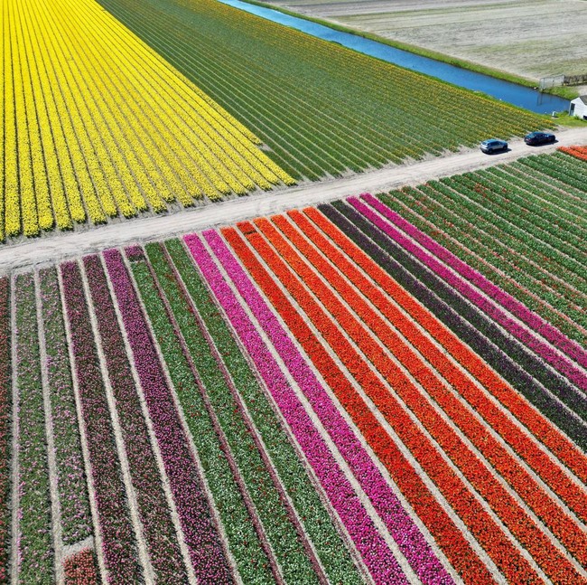 Warna-warni Ladang Tulip Hiasi Musim Semi di Lisse