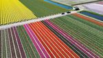 Warna-warni Ladang Tulip Hiasi Musim Semi di Lisse