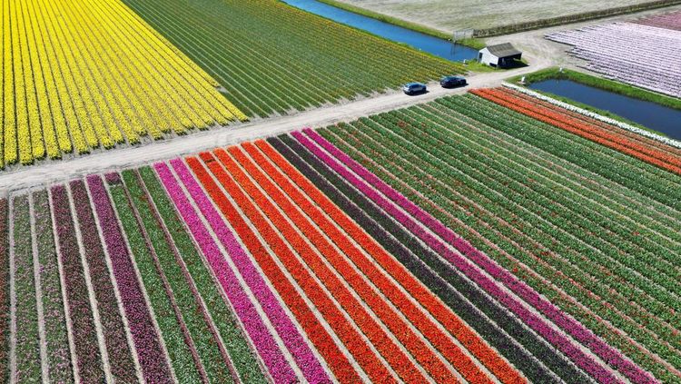 Warna-warni Ladang Tulip Hiasi Musim Semi di Lisse