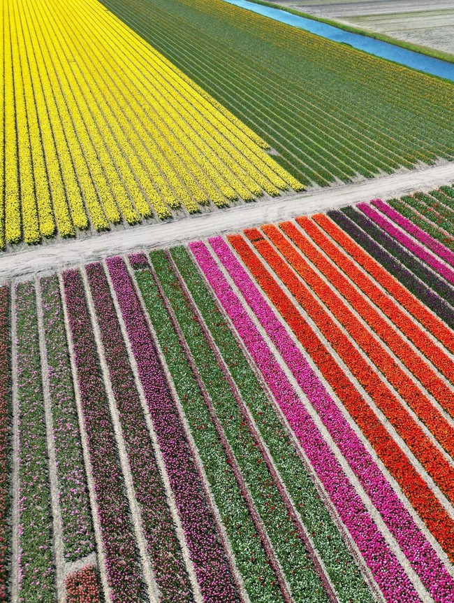 Warna-warni Ladang Tulip Hiasi Musim Semi di Lisse