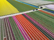 Warna-warni Ladang Tulip Hiasi Musim Semi di Lisse