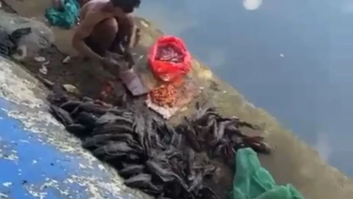 5 Warga Bekasi Diamankan Saat Buru Sapu-sapu di Jakpus Buat Dijual