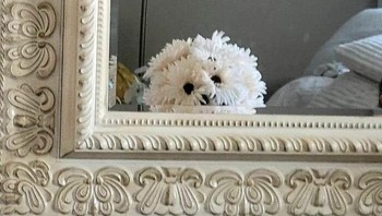 Ngintip dari balik cermin! Bunga-bunga ini seolah kepala anjing yang punya ekspresi penasaran. Foto: Boredpanda