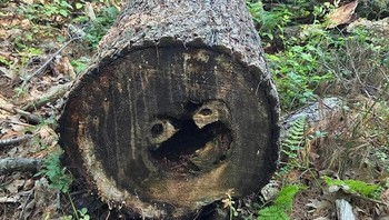 Batang pohon tumbang ini membentuk ekspresi terkejut di tengah hutan. Foto: Boredpanda