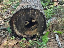 Ngeri tapi Nyata! Benda Sehari-hari Ini Seolah Punya Wajah