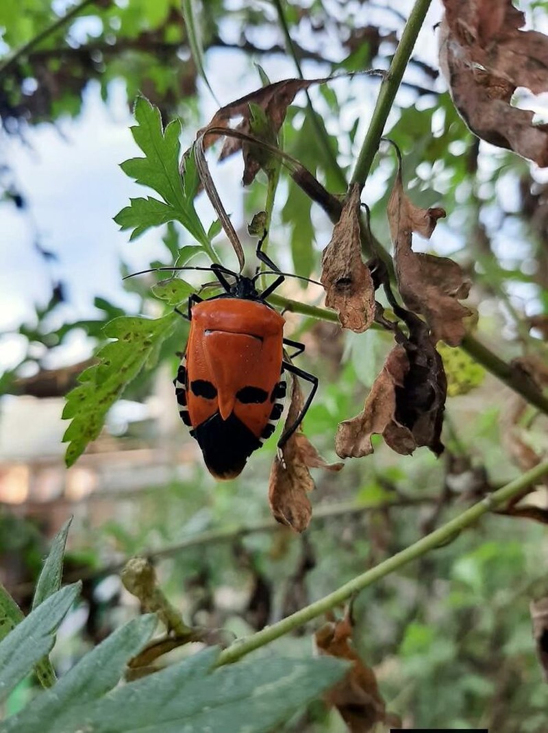 Foto Benda Seolah Punya Wajah