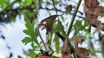 Serangga ini seolah punya ‘wajah’ unik dengan ekspresi datar. Foto: Boredpanda