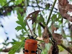 Ngeri tapi Nyata! Benda Sehari-hari Ini Seolah Punya Wajah