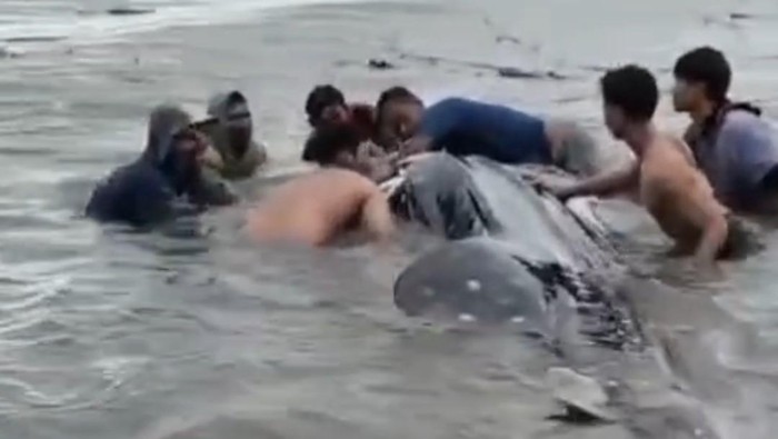 Hiu tutul raksasa terdampar di pantai Lamongan.