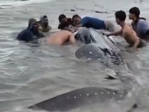 Hiu Tutul Raksasa Terdampar di Pantai Lamongan, Warga Gotong Royong Selamatkan