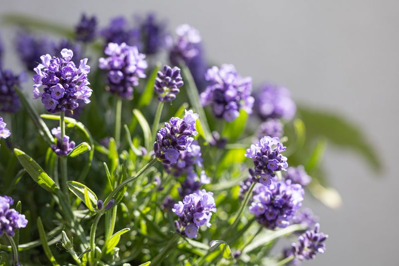 Ilustrasi tanaman hias bunga Lavender lavender flowers in the summer garden