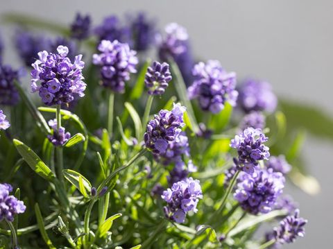 Ilustrasi tanaman hias bunga Lavender lavender flowers in the summer garden