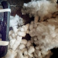 Ironi Kapas di Indonesia, Jadi Simbol Negara Tapi Ketergantungan Impor