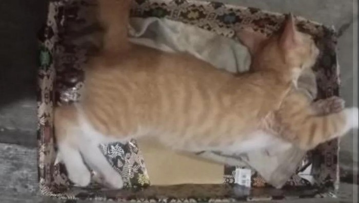 Kucing mati misterius di Kota Malang