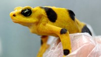 Sebelum pelepasan katak emas, tiga spesies lain (katak pohon bermahkota, katak roket Pratt, dan katak daun lemur) dilepaskan pada tahun 2025, dengan uji coba yang melebihi harapan para peneliti, terutama dalam tingkat kelangsungan hidup katak daun lemur. Foto: REUTERS/Aris Martinez 