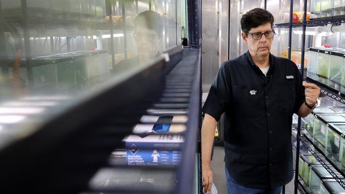 Smithsonian Tropical Research Institute scientist and director of the Panama Amphibian Rescue and Conservation Project Roberto Ibanez holds a Panamanian golden frog (Atelopus zeteki) at the Gamboa Amphibian Research and Conservation Center, which is working to save the species from extinction, in Gamboa, Panama, April 10, 2026. REUTERS/Aris Martinez