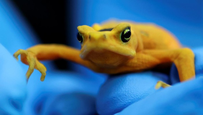 Smithsonian Tropical Research Institute scientist and director of the Panama Amphibian Rescue and Conservation Project Roberto Ibanez holds a Panamanian golden frog (Atelopus zeteki) at the Gamboa Amphibian Research and Conservation Center, which is working to save the species from extinction, in Gamboa, Panama, April 10, 2026. REUTERS/Aris Martinez