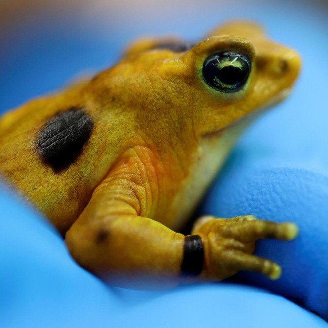 Panama Lepas Katak Emas, Upaya Selamatkan Spesies Ikonik