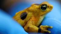 Para ilmuwan melepaskan 100 katak emas di kandang pelepasan lunak yang dikenal sebagai mesokosmos dan memantau mereka setelah pelepasan, dengan sekitar 70% mati karena chytridiomycosis, penyakit jamur yang mematikan. Para peneliti mengatakan data yang dikumpulkan dari katak yang mati akan membantu mereka memahami dinamika penyakit dan bagaimana hewan-hewan tersebut mendapatkan kembali toksisitas kulit mereka setelah mengonsumsi makanan liar. Foto: REUTERS/Aris Martinez