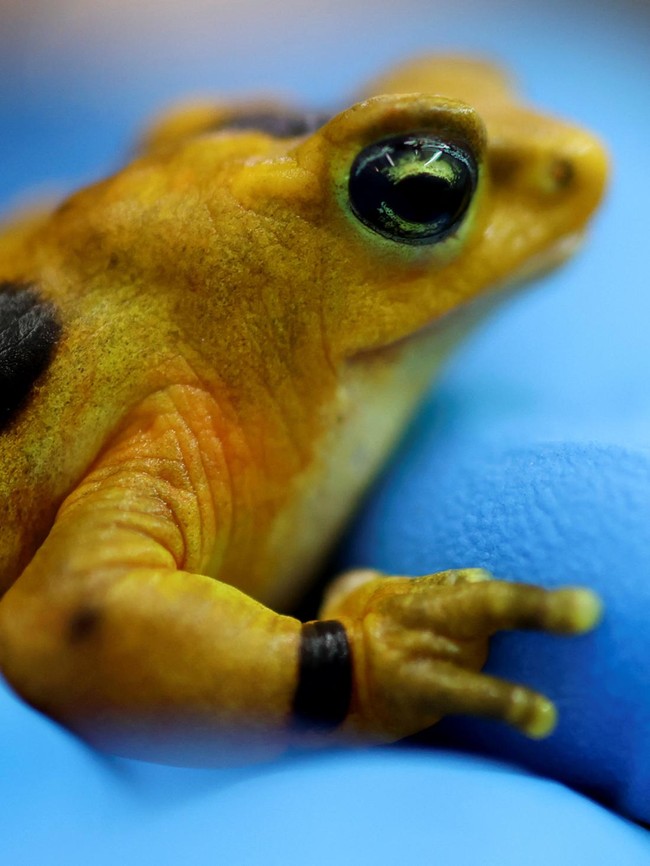 Panama Lepas Katak Emas, Upaya Selamatkan Spesies Ikonik