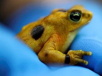 Panama Lepas Katak Emas, Upaya Selamatkan Spesies Ikonik