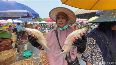 Harga Ikan Air Tawar di Lamongan Anjlok hingga 50 Persen