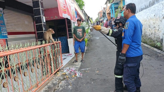 Proses evakuasi beruk stres yang serang warga di Kuningan