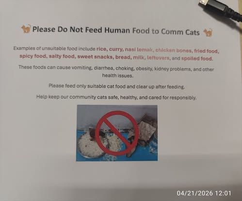 Street feeding nasi lemak Heboh! Nasi Lemak Disajikan untuk Makanan Kucing, Netizen Emosi