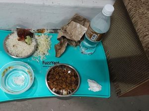 Heboh! Nasi Lemak Disajikan untuk Makanan Kucing, Netizen Emosi