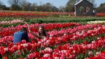 Tulleys Tulip Festival Tampilkan Keindahan Musim Semi