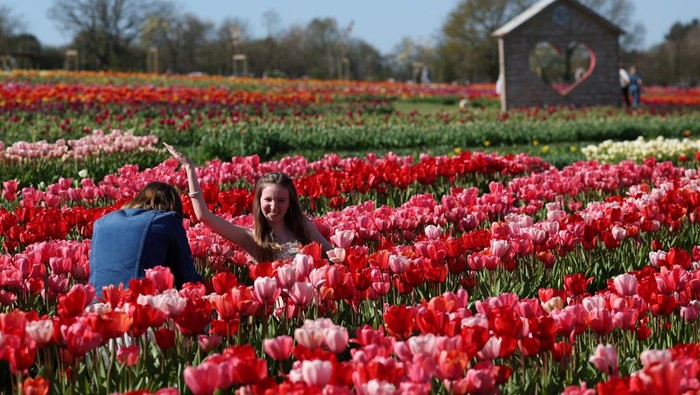 Visitors walk amongst tulips in bloom, part of one and a half million bulbs grown for Tulleys Tulip Fest at Tulleys Farm, West Sussex, Britain, April 8, 2026. REUTERS/Isabel Infantes