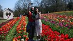 Tulleys Tulip Festival Tampilkan Keindahan Musim Semi