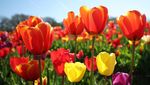 Tulleys Tulip Festival Tampilkan Keindahan Musim Semi