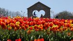 Tulleys Tulip Festival Tampilkan Keindahan Musim Semi