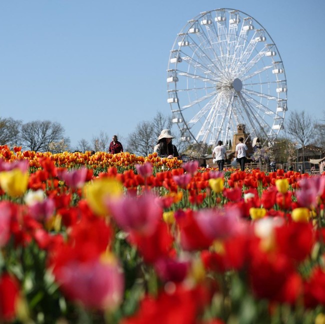 Tulleys Tulip Festival Tampilkan Keindahan Musim Semi