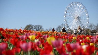 Tulleys Tulip Festival Tampilkan Keindahan Musim Semi