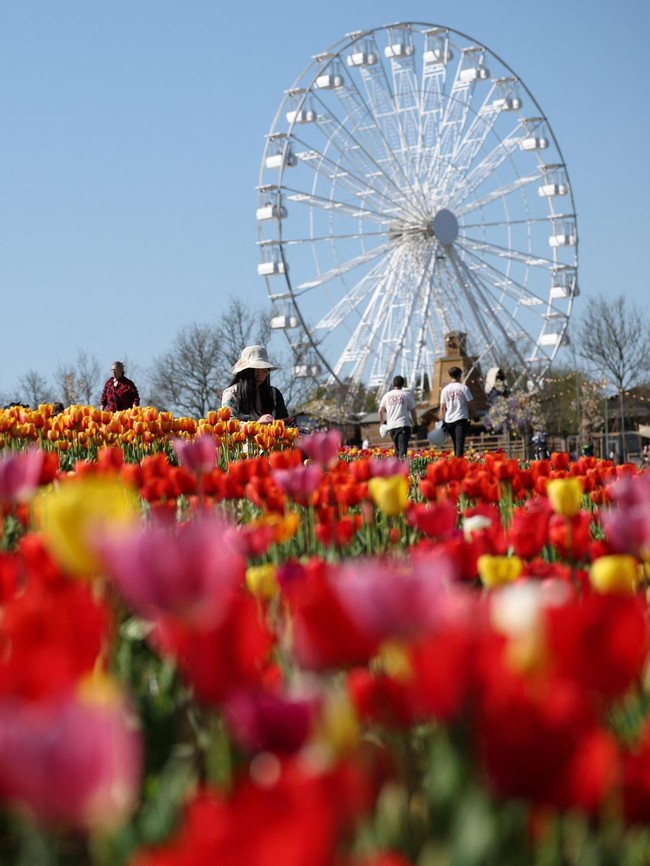 Tulleys Tulip Festival Tampilkan Keindahan Musim Semi