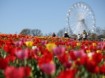 Tulleys Tulip Festival Tampilkan Keindahan Musim Semi