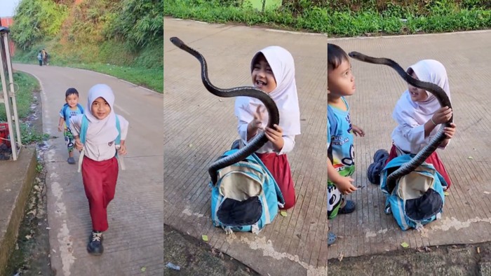 Viral bocah SD bawa kejutan ular di tas