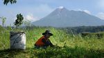 Aktivitas Merapi Meningkat, Lava Meluncur Hingga 1,8 Km