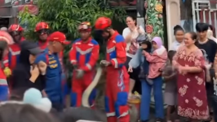 Damkarmat Makassar evakuasi ular piton 5 meter.