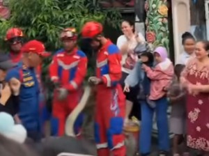 Ular Piton 5 Meter Hebohkan Warga Andi Mangerangi Makassar, Damkar Evakuasi