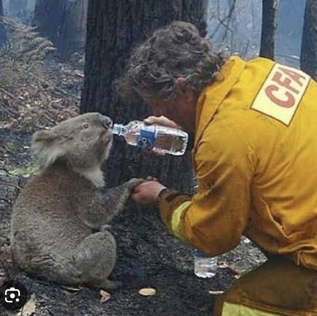 Foto Hewan Ikonik yang Viral di Dunia, Bikin Haru hingga Ngakak