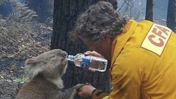 Foto ini sangat legendaris, diambil saat kebakaran hutan Black Saturday di Victoria, Australia (2009). Petugas pemadam kebakaran David Tree memberikan air minum dari botol kepada seekor koala betina yang kemudian dinamai Sam. Foto: Boredpanda