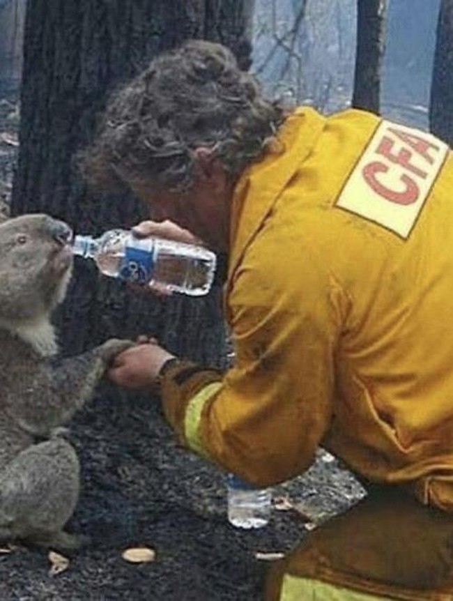 Foto Hewan Ikonik yang Viral di Dunia, Bikin Haru hingga Ngakak