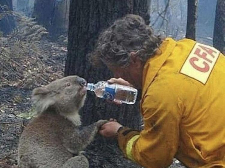 Foto Hewan Ikonik yang Viral di Dunia, Bikin Haru hingga Ngakak