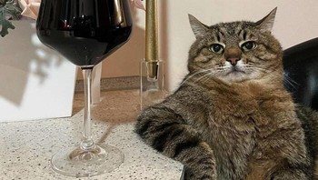 Ini adalah Stepan, kucing asal Ukraina yang menjadi sensasi internet. Ia terkenal karena pose-posenya yang sangat acuh tak acuh dan santai di depan meja dengan segelas minuman (seringkali wine atau koktail) dan musik latar yang melankolis. Foto: Boredpanda
