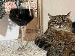 Foto Hewan Ikonik yang Viral di Dunia, Bikin Haru hingga Ngakak